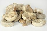1 1/2" Polished Perisphinctes Ammonite Fossils - Madagascar - Photo 4